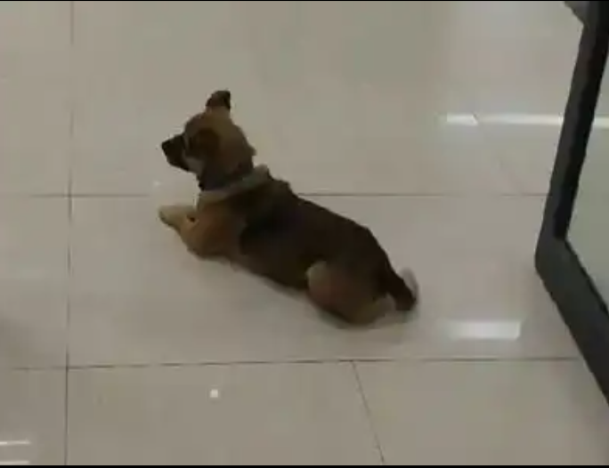 dog