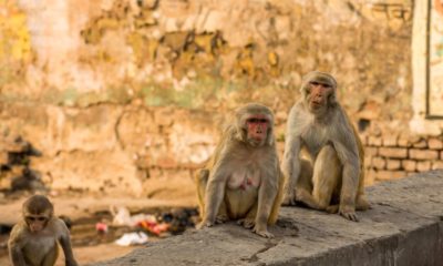 monkeys