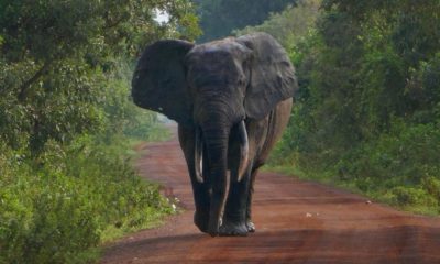 elephant