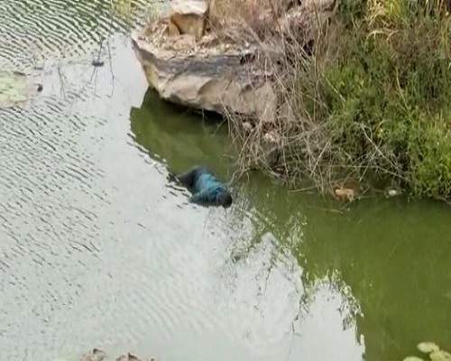 Three children drown at Tuba Hills. 60