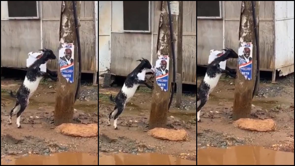 Wonders Shall Never End, Watch The Video Of A Goat Chewing Akuffo Addo's Poster. 55