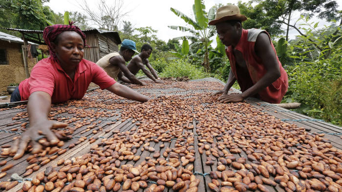 Ghana increases producer price of cocoa effective Oct. 1 45