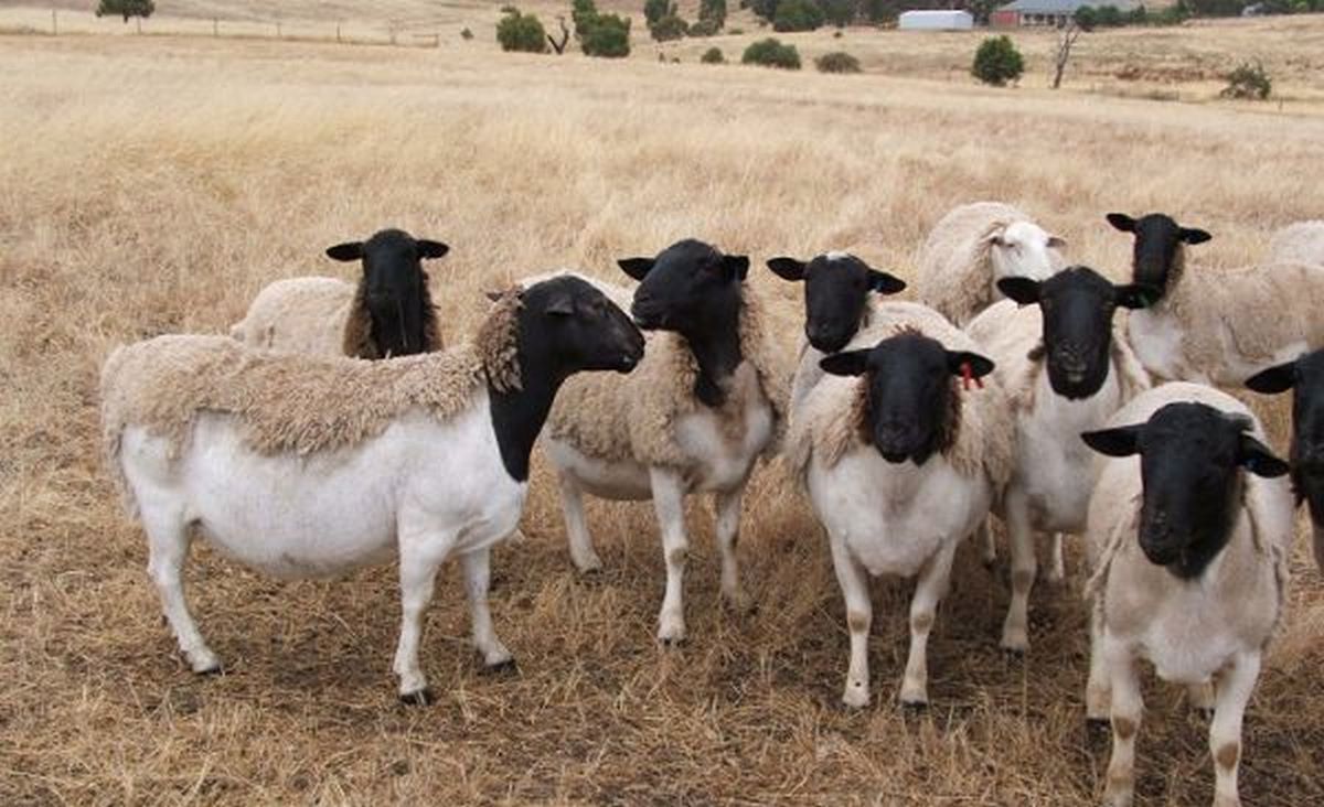 Man paraded for allegedly sleeping with sheep 51