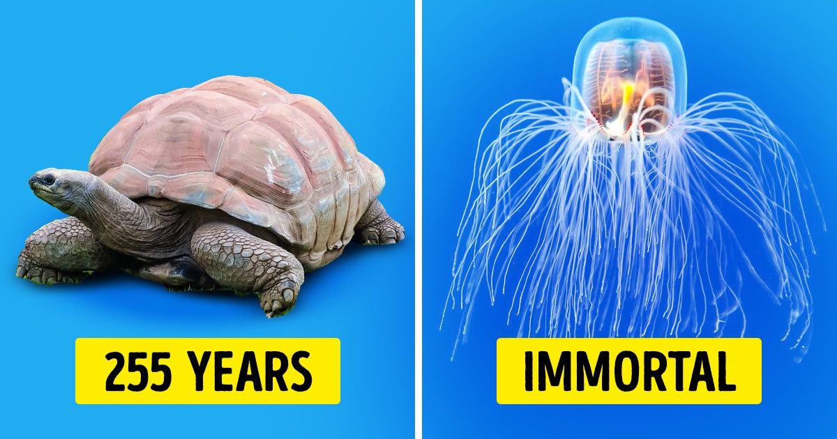 12 Animals That Have Surprisingly Long Life Spans. 46