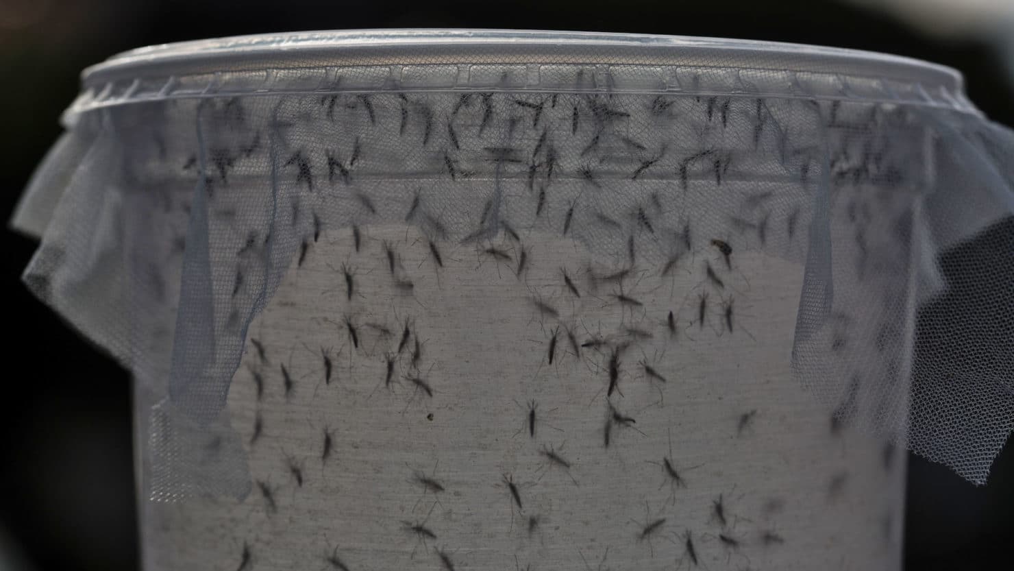 First GMO Mosquitoes to Be Released. 54