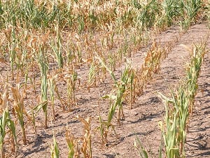 Climate change biting hard in Western North Region, as farm yields are fast declining. 1
