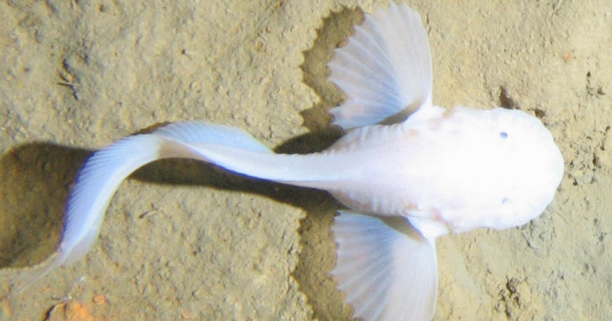 Scientist develop robotic fish to go where no man can go - (Video). 3