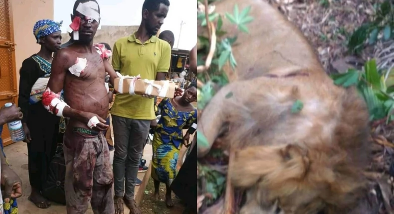 Ugandan man kills lion with bare hands - PHOTOS. 60