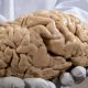 Mind-blowing facts about the human brain. 50