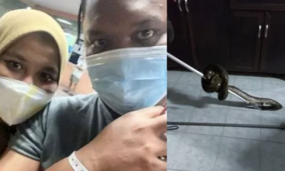 Snake bites man's bum while he was sitting on the toilet and pressing his phone. 45