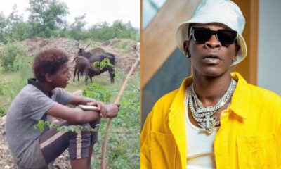 Fulani herdsman joyfully singing Shatta Wale’s ‘One Day’ while walking with cattle