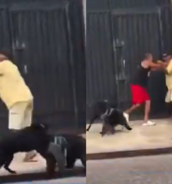 Two men fighting in the street in Belém as their dogs also get caught in the altercation.