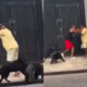 Two men fighting in the street in Belém as their dogs also get caught in the altercation.