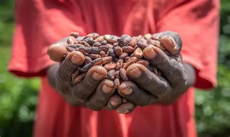 COCOBOD announces end to syndicated loan for 2025/26 crop season