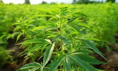NACOC press statement cautioning the public against unauthorised agents for cannabis cultivation licences in Ghana.