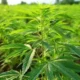 NACOC press statement cautioning the public against unauthorised agents for cannabis cultivation licences in Ghana.